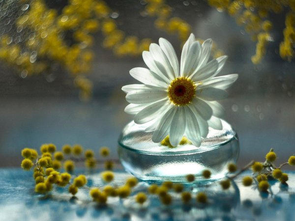 цветок на воде