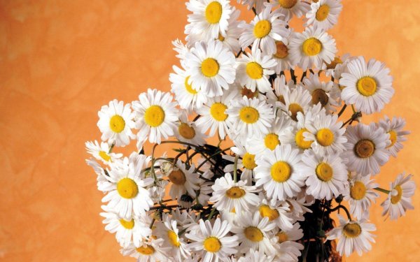 цветки ромашки