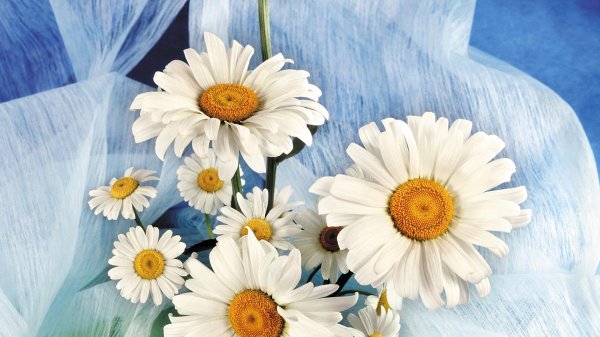 с ромашками