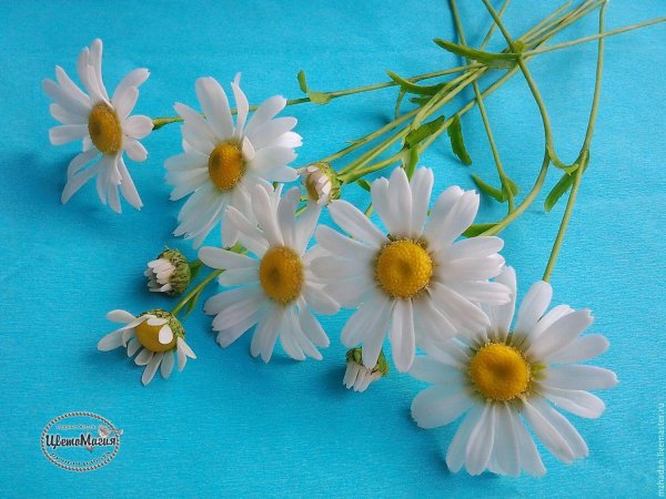 с ромашками