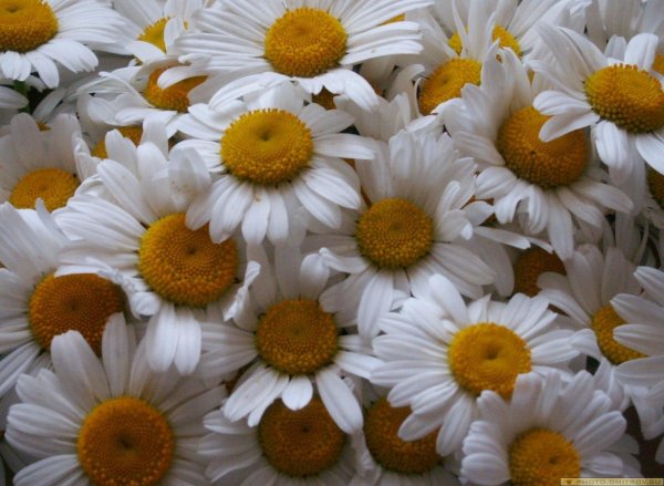 красивые ромашки