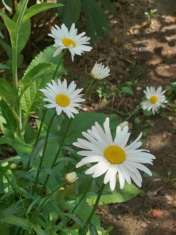 нивяник обыкновенный поповник