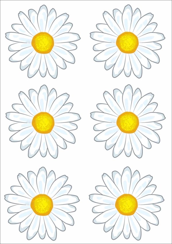 ромашки для оформления