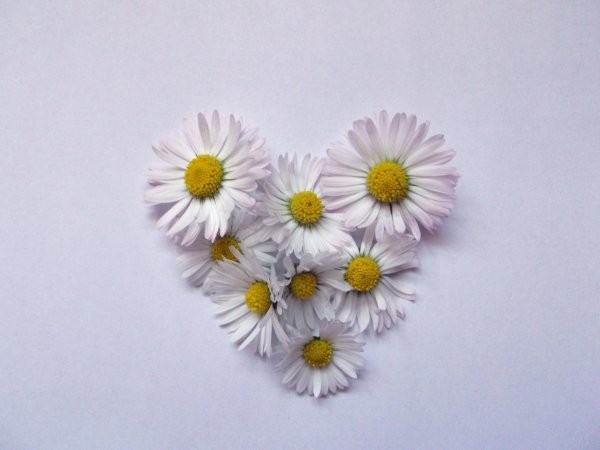 ромашки сердечком
