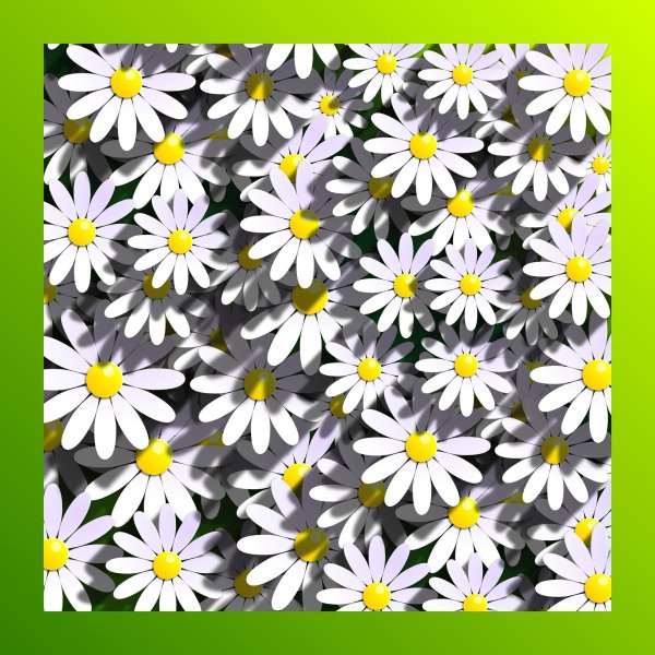 ромашки дейзи флауэр