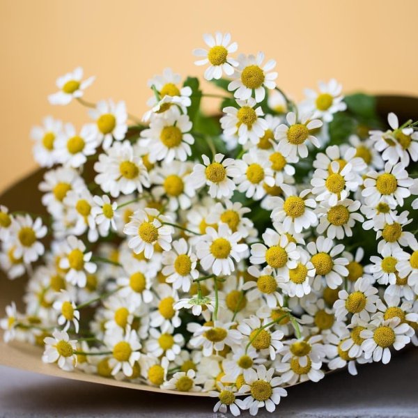 букет ромашек