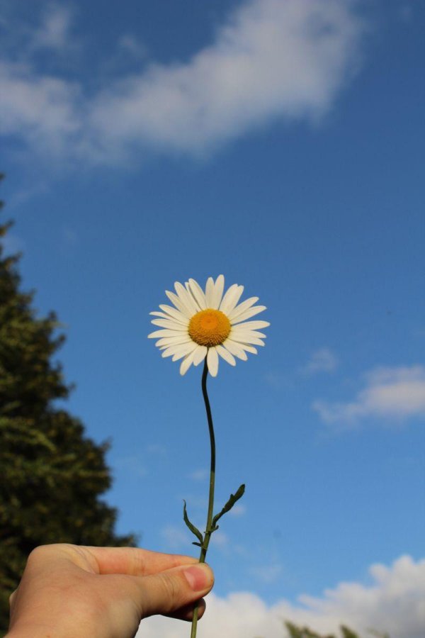 ромашка эстетика