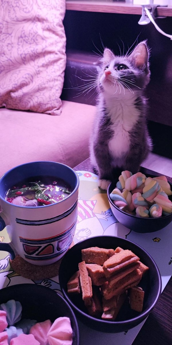 котики милые