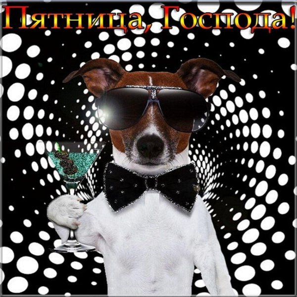 джек рассел в очках