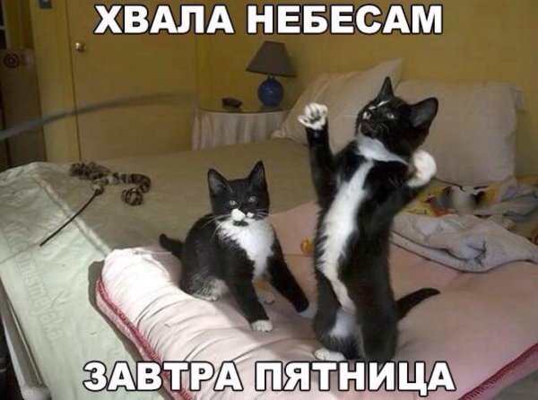 танцующий кот