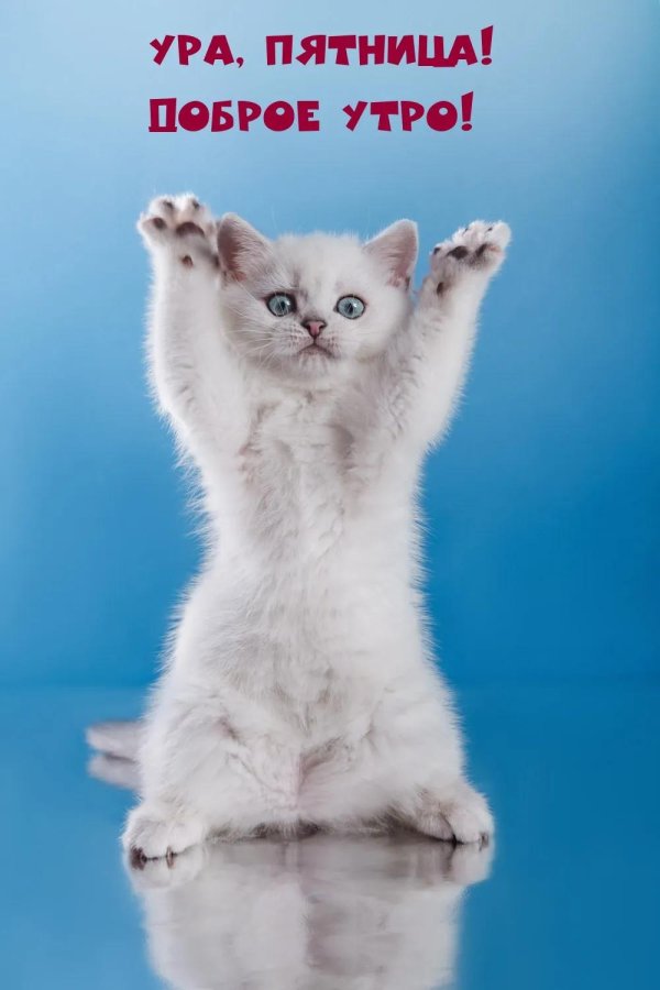 утро пятницы доброе