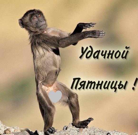 обезьяна танцует