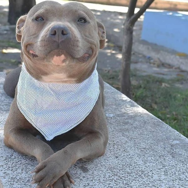 стаффордширский бультерьер