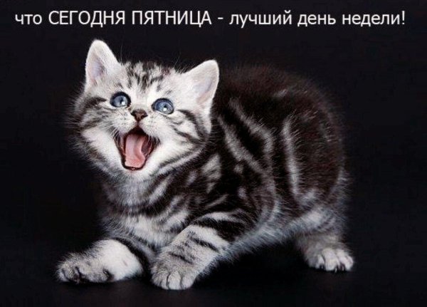 шикарной пятницы