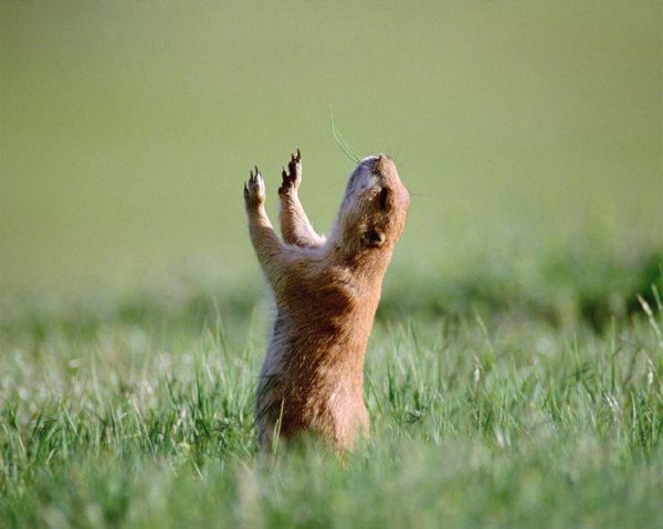 сурки байбаки