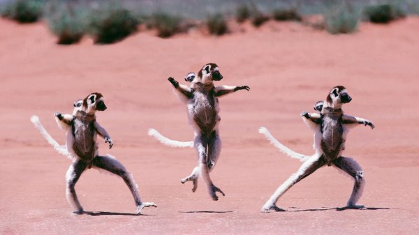 животные танцуют