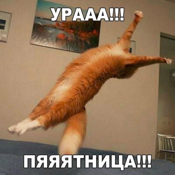 кот пятница