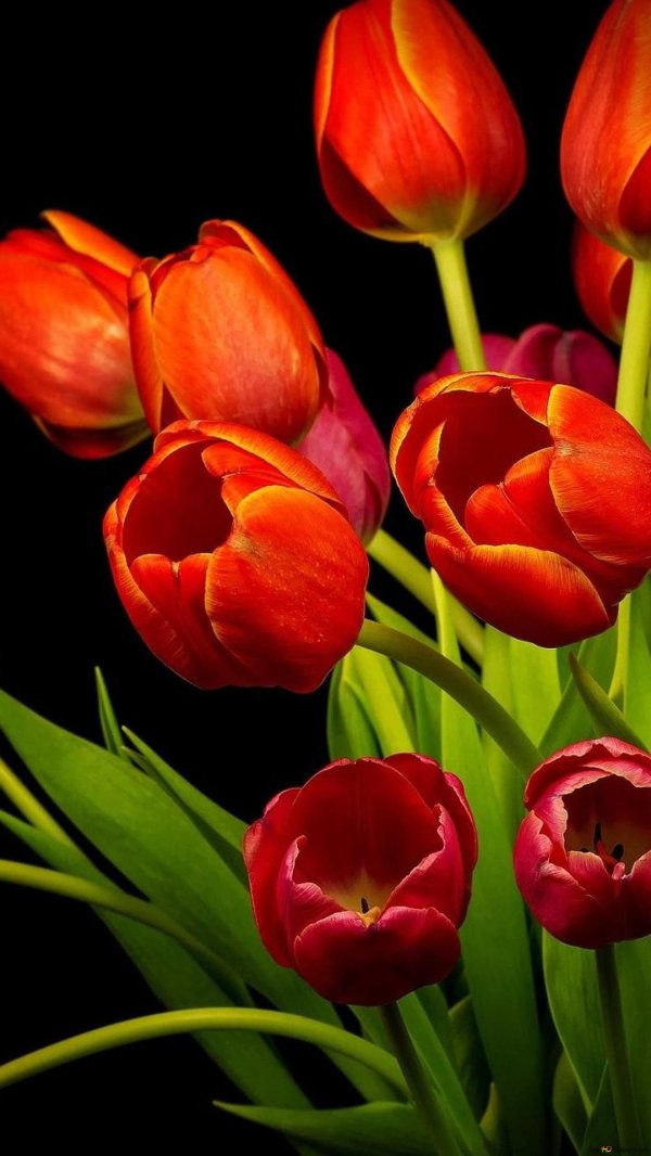 оранжевые тюльпаны