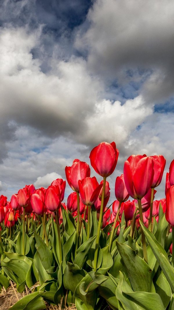 поле красных тюльпанов