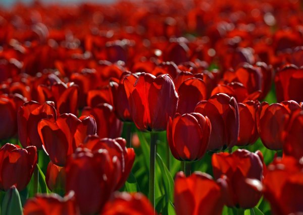 поле красных тюльпанов