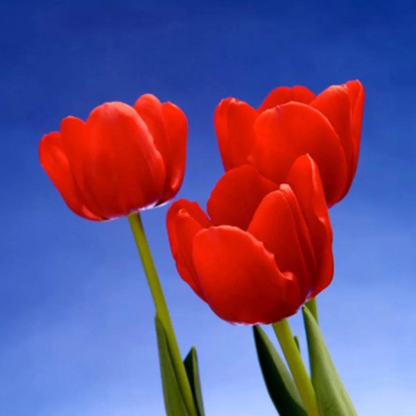 алые тюльпаны