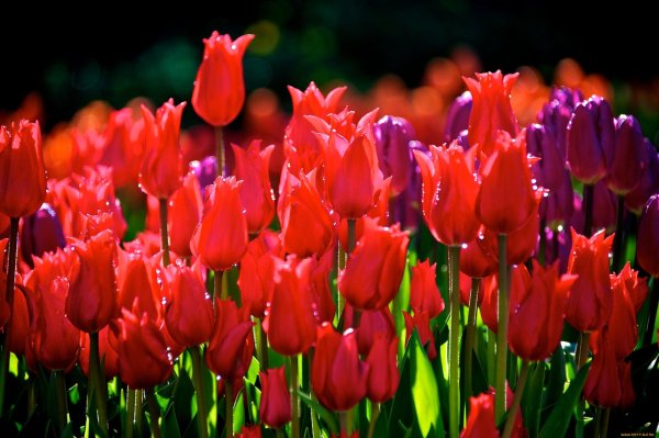 красивые тюльпаны