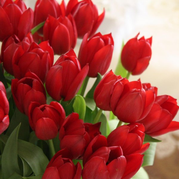 розы тюльпаны