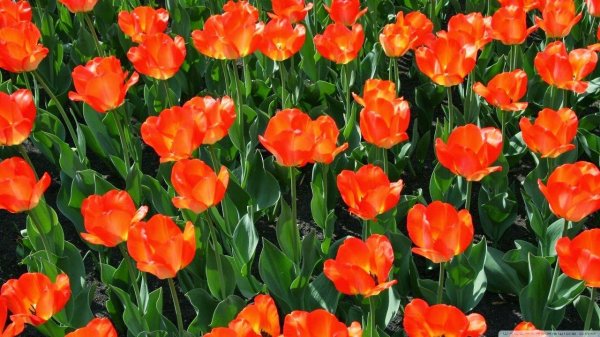 оранжевые тюльпаны