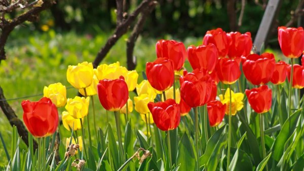 жëлтые тюльпаны