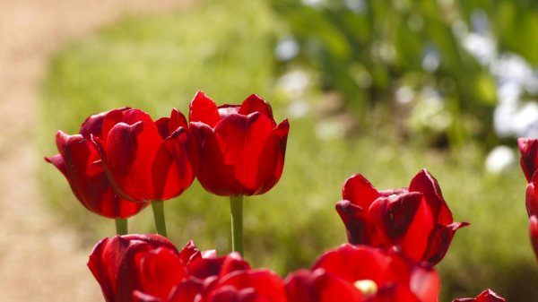 алые тюльпаны