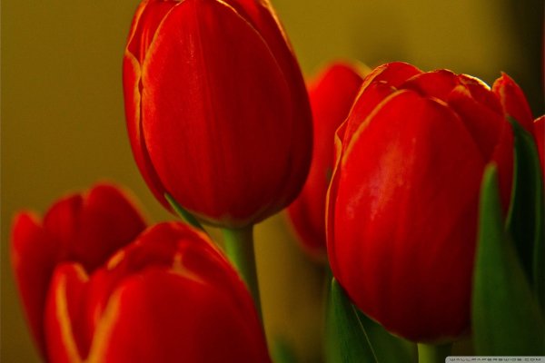 алые тюльпаны