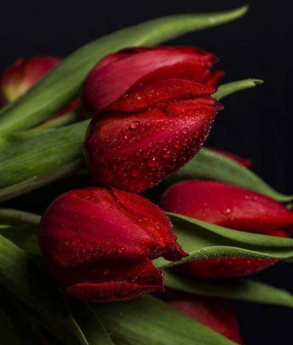 с 8 марта с тюльпанами