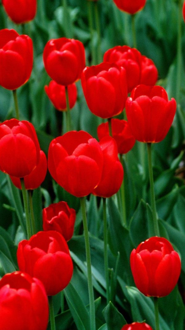 алые тюльпаны