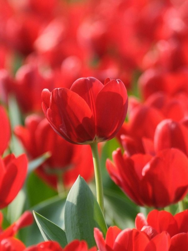 поле красных тюльпанов
