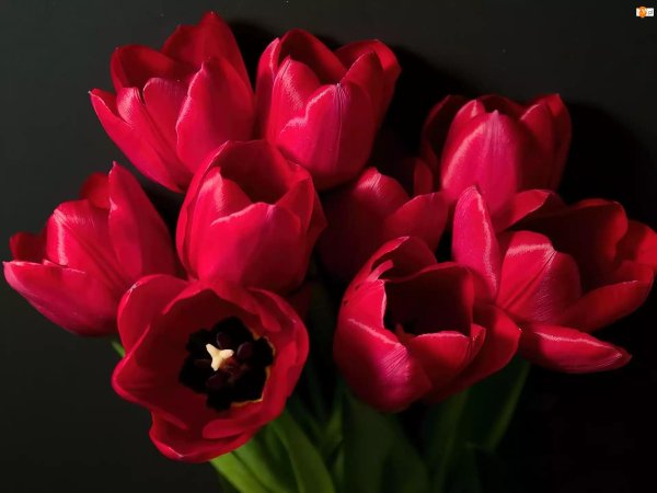 шикарные тюльпаны