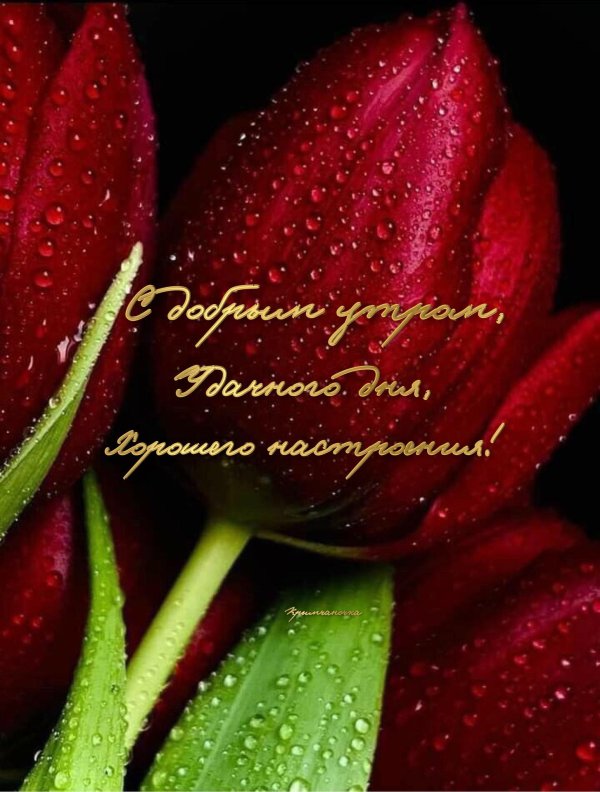 цветок тюльпана