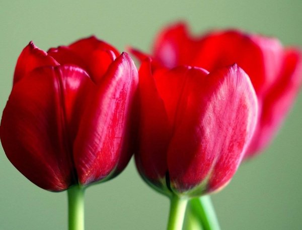 тюльпаны красные