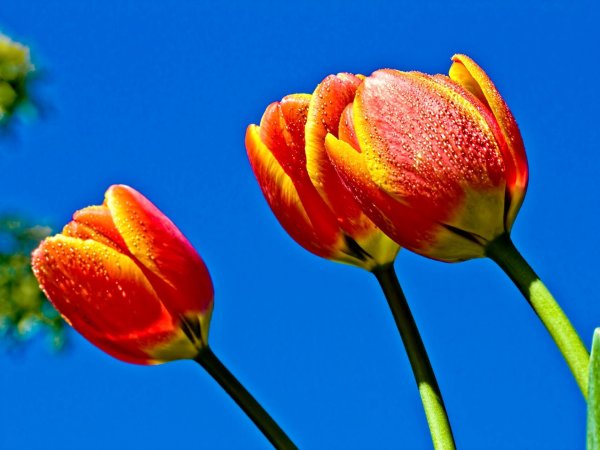 крупные тюльпаны