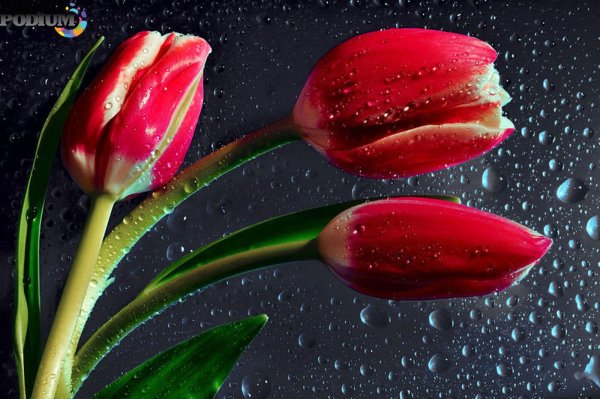 анимационные тюльпаны