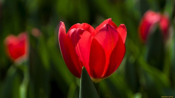 тюльпан кассия