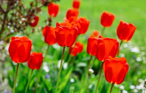 тюльпаны весна