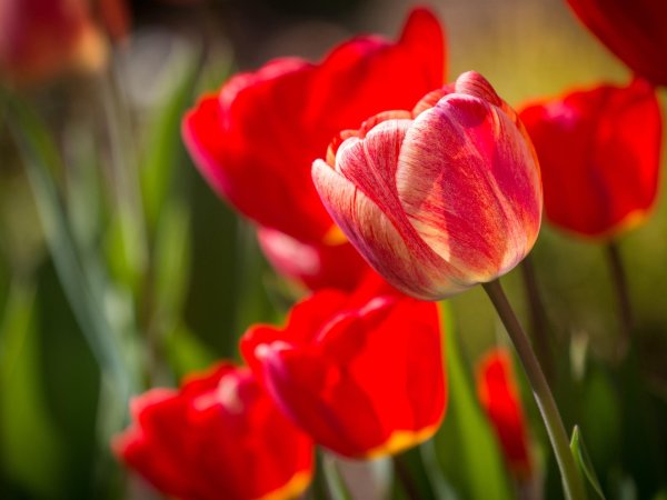 тюльпаны крупным планом