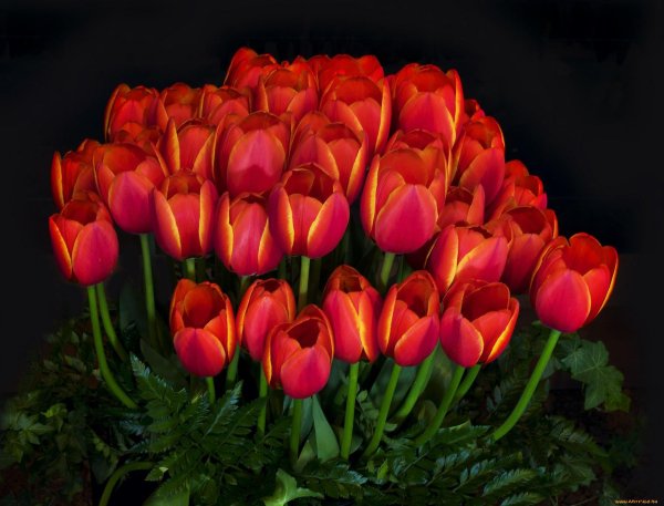 алые тюльпаны