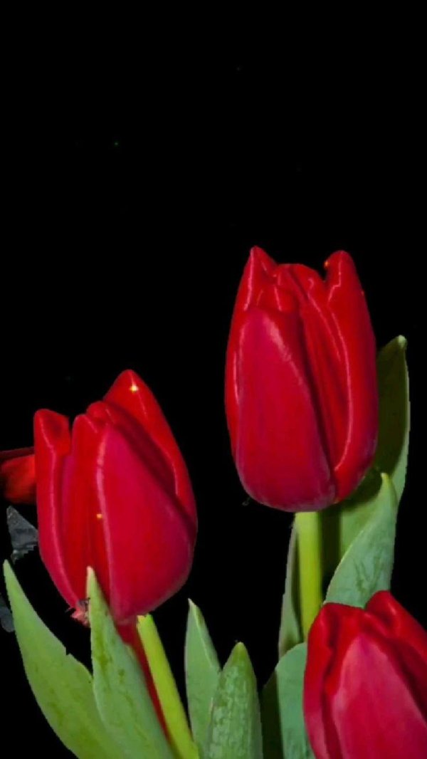 красные тюльпаны на темном фоне