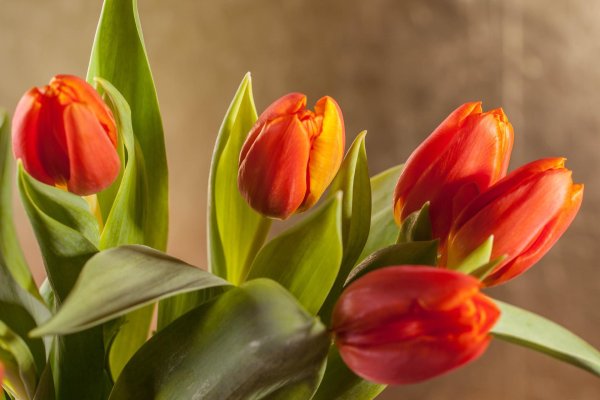 оранжевые тюльпаны