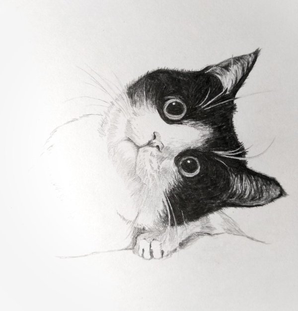 рисунки котов