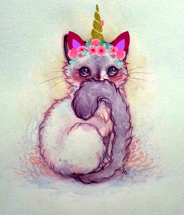 единорожная кошка фелисити