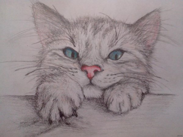 котенок карандашом