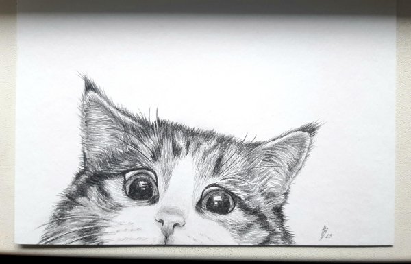 кот карандашом из пинтереста