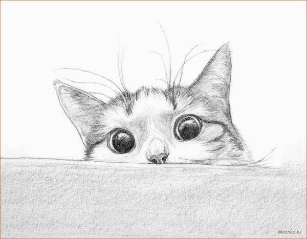 котики карандашом
